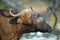 Female Cape Buffalo At Watering Hole 