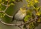 Female Cape May Warbler