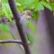 Female Cape May warbler.Oak Harbor.Magee Marsh Wildlife Area.Ohio.USA