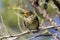 A female cape may warbler on a small branch