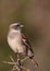 Female Cape Sparrow