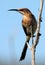 Female cape sugarbird portrait