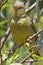 Female Cape Weaver