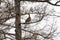 Female capercaillie on a branch