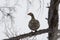 Female capercaillie on a branch