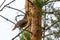 Female capercaillie sits on a pine branch