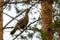 Female capercaillie sits on a pine branch