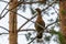 Female capercaillie sits on a pine branch