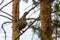 Female capercaillie sits on a pine branch