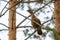 Female capercaillie sits on a pine branch