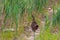 Female capercaillie walks along a path among