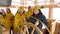 Female captain and ship crew in navigation bridge. Mature woman captain of fishing ship turning steering wheel and