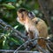 Female capuchin monkey with a baby on her back