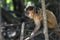 Female capuchin monkey with a baby on her back