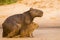 Female Capybara with Baby, on Alert