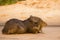 Female Capybara with Itchy, Scratching Baby