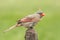 Female cardinal