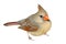 Female Cardinal