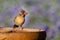 Female cardinal on the bird bath