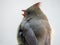 Female Cardinal bird eats grape seed