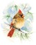 Female Cardinal Bird Watercolor Winter Illustration Hand Painted