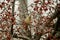 A female cardinal blends in among the berries.