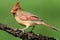 Female Cardinal On A Branch