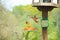 Female cardinal coming in for landing with Oriole in stance