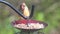 Female cardinal eating seeds on the bird feeder