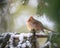 Female Cardinal On Evergreen Branch in Winter