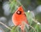 Female Cardinal On Evergreen Branch in Winter