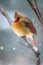 Female Cardinal On Evergreen Branch in Winter