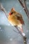 Female Cardinal On Evergreen Branch in Winter