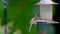 A female cardinal feeds at a feeder