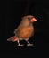 Female Cardinal Isolated on Black