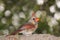 Female cardinal peers back