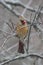 A Female Cardinal Perched on Thin Branches - Cardinalis cardinalis