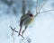 Female Cardinal Perched in Winter