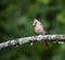 Female Cardinal Perches in Apple Tree