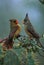 Female Cardinal and Pyrrhuloxia