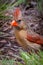 Female cardinal resting in the grass