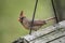 A female Cardinal sits on a birdfeeder.