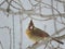 Female Cardinal sitting on a Bare Snowy Branch