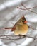 Female Cardinal in Snow