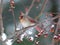 Female cardinal in snowstorm