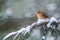 Female Cardinal on snowy Evergreen branch