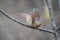 A Female Cardinal with Wings Up, Looking downwards - Cardinalis cardinalis