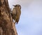 Female Cardinal woodpecker climbing a log