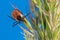 Female castor bean tick crawling on green grass spike. Ixodes ricinus or scapularis, spica