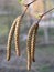 female catkins develop in spring, and leaves unfurl on Betula pendula, silver birch, warty, European white birch, or East Asian